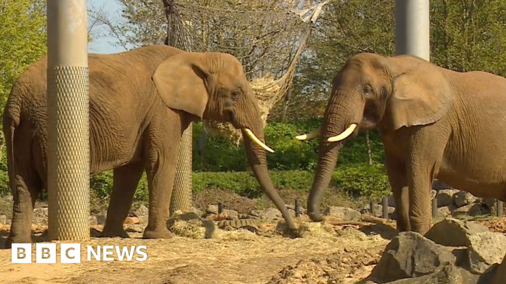 Animals at Colchester Zoo 'definitely missing the visitors' - BBC News