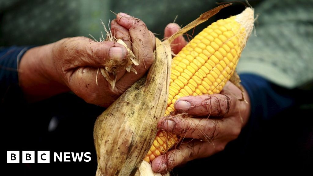 Kenyans query maize imports amid price hikes BBC News