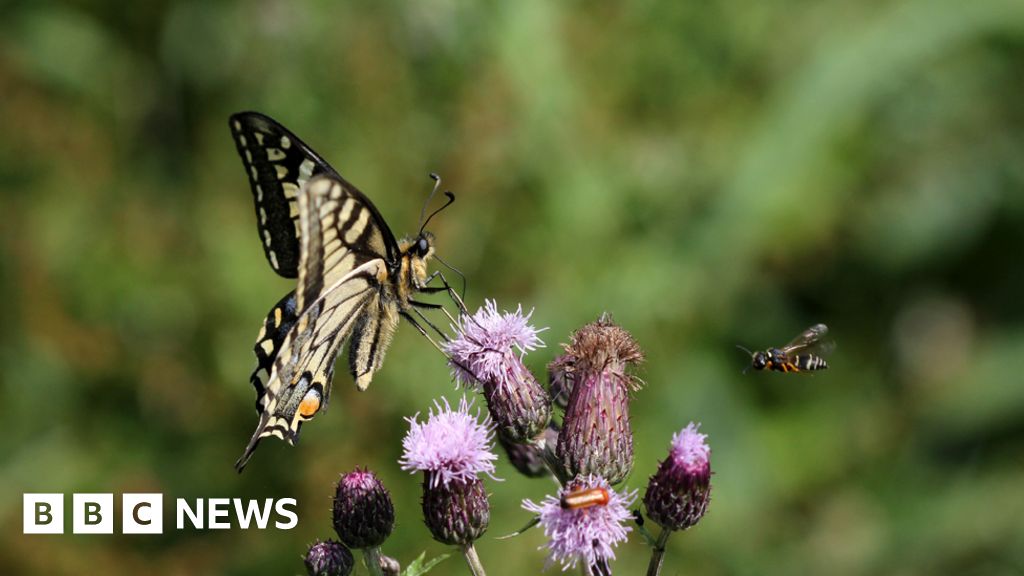 Butterflies, birds and zebras: The magic of animal motion