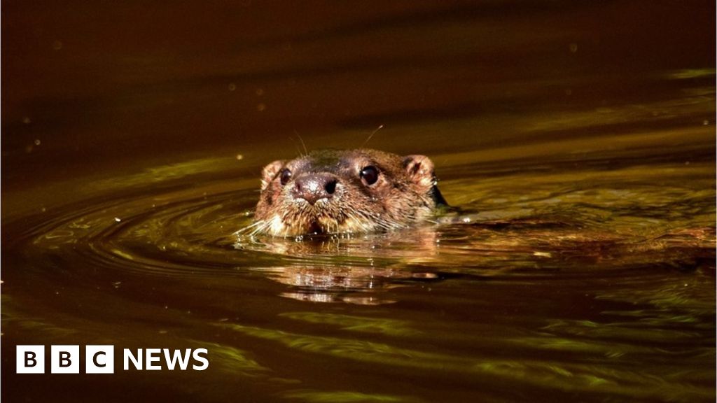 Toxic 'forever chemicals' found in British otters