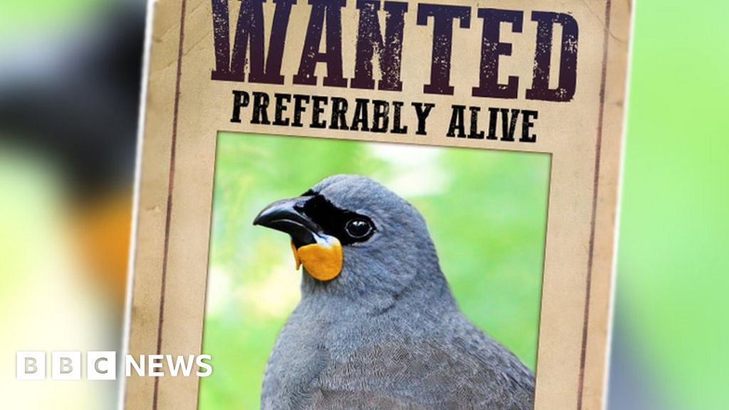 Reward for sightings of 'possibly extinct' New Zealand bird - BBC News