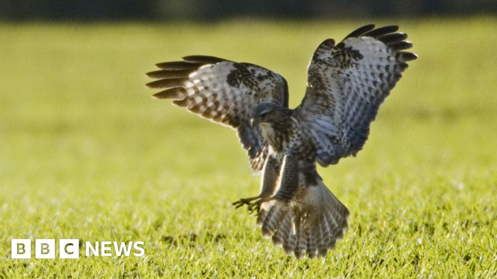 Nearly 500 attacks on birds of prey in five years - BBC News