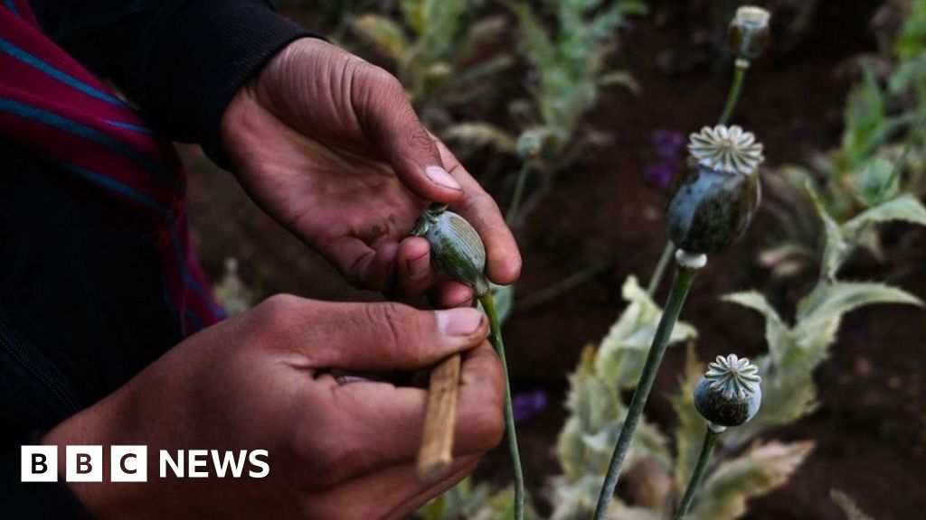 Myanmar opium production surges to nine-year high