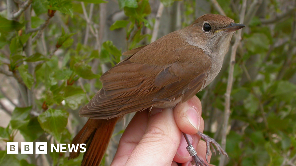Climate change: Warming clips the nightingale's wings - BBC News