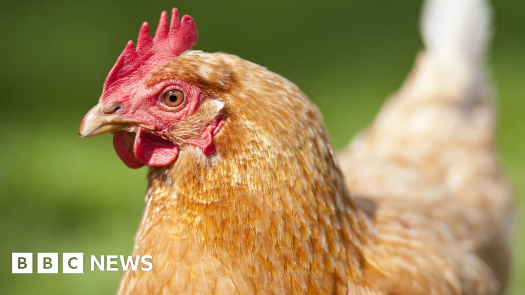 Chief vet defends support of larger hen cages BBC News