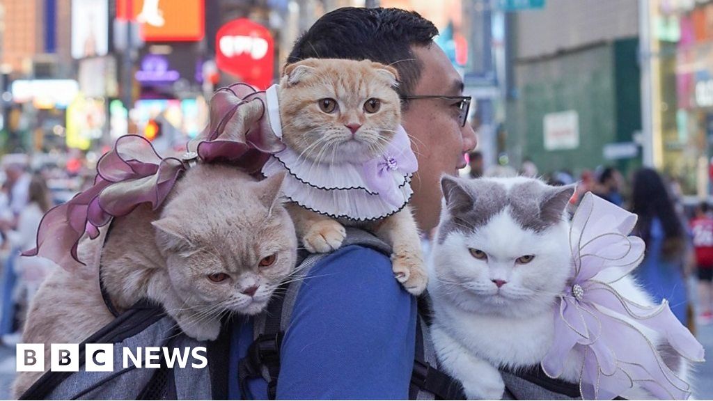 I travel the world with three cats on my shoulders