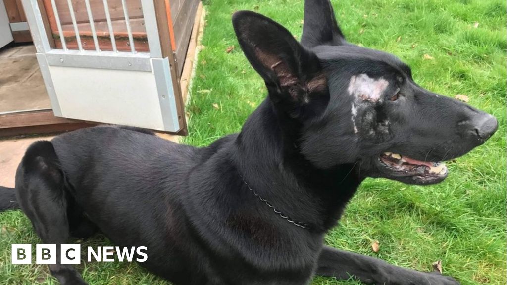 Boy Sentenced After Machete Attack On Birmingham Police Dog