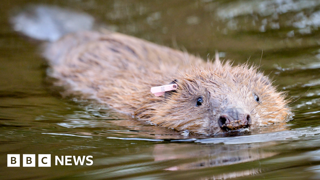 Trentham Estate Wants Large Beaver Enclosure Flipboard    127148424 Beaver 