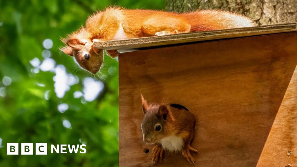 First baby red squirrels born at Yorkshire Arboretum - BBC News