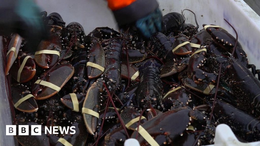 Bridlington lobster firm blames closure on Brexit rules BBC News