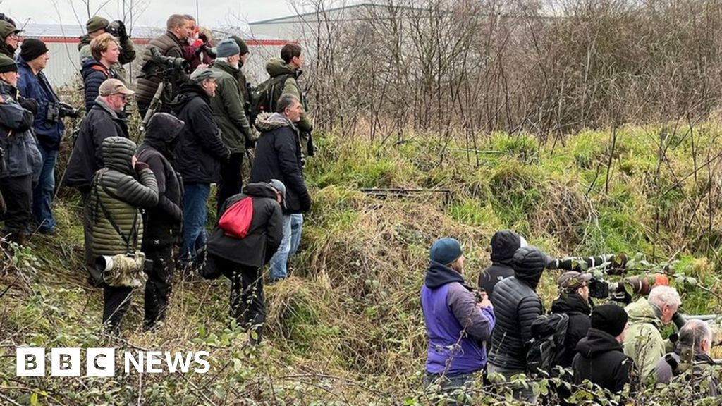Northern waterthrush sighting in Heybridge attracts hundreds 