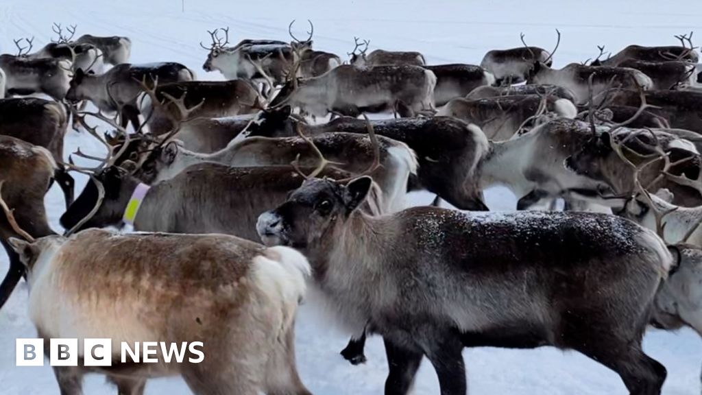 Reindeer herders fear Arctic industry boom