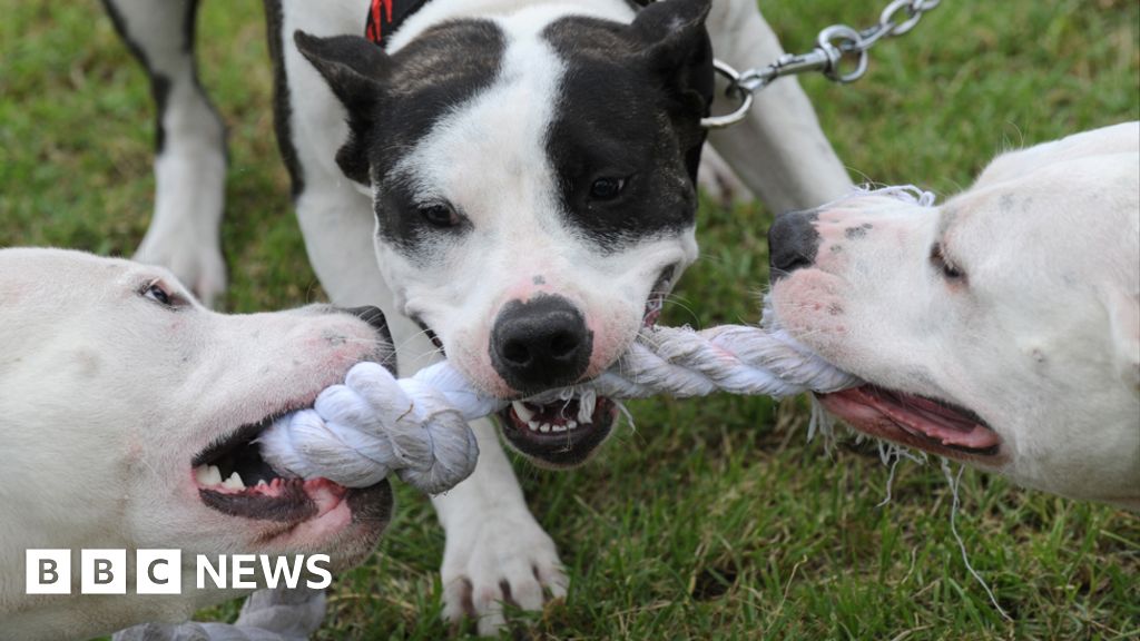 are pitbulls banned in canada