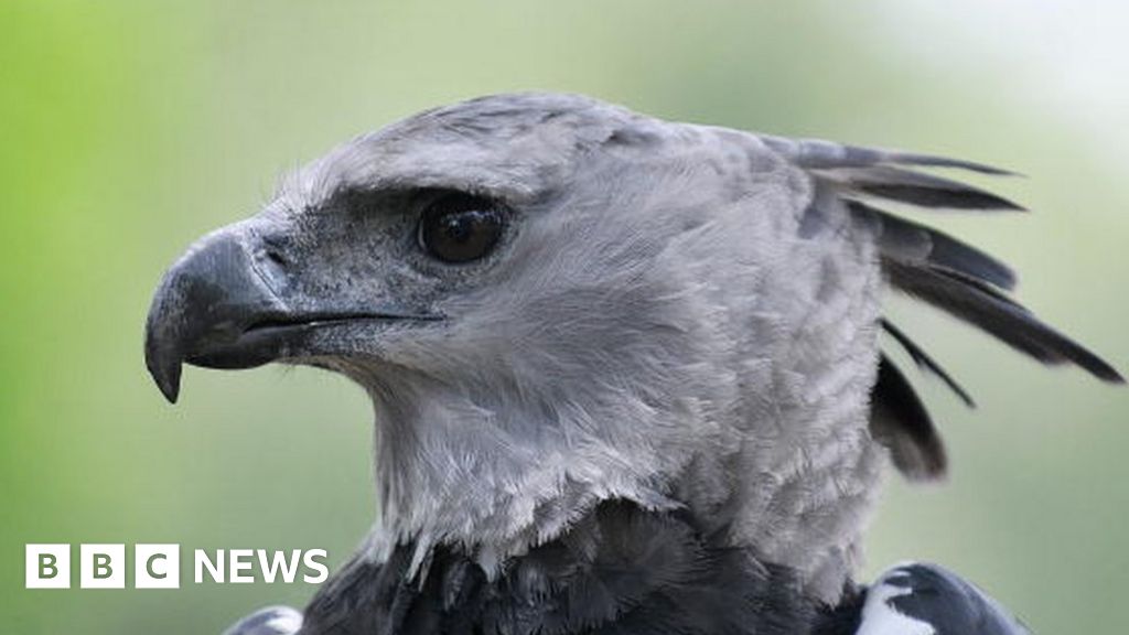 How Harpy Eagles Are Designed to Kill