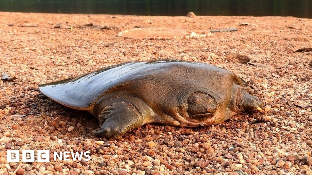 Рядка костенурка, открита от природозащитници от Портсмут в Индия