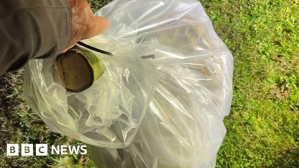 Guernsey's Largest Asian Hornet Nest Removed By Firefighters - BBC News