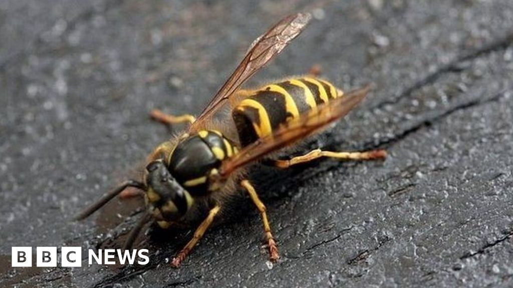 Girl, 6, Stung '40 Times By Wasps' After Disturbing Nest In 