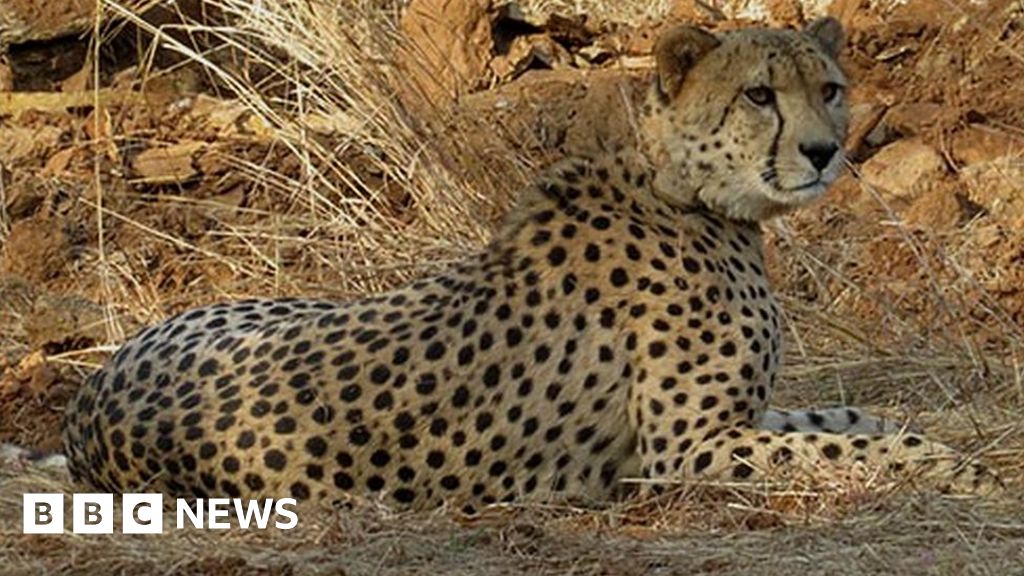 Kuno cheetah deaths: Could radio collars be killing the big cats in India?