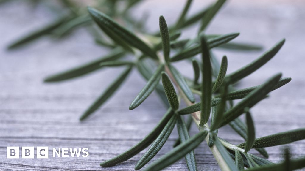 Rosemary: The Herb Of Remembrance