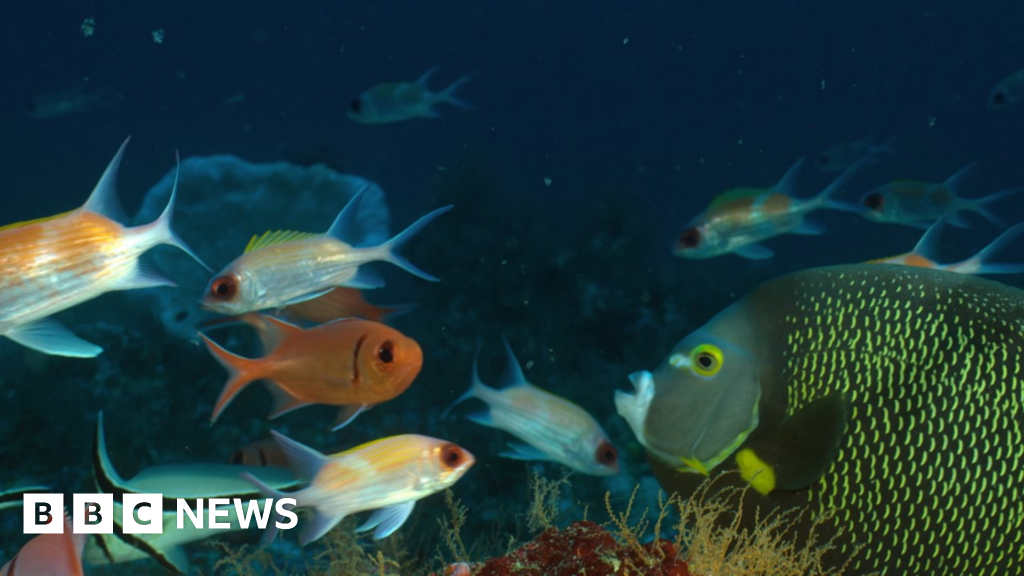 The Amazon reef that may be threatened by oil drilling