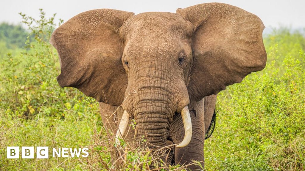 Ugandan ivory trader sentenced to life in prison
