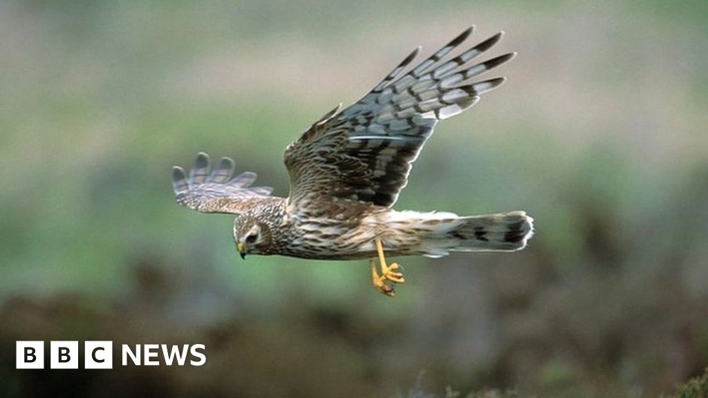 RSPB Scotland calls for meeting over Moray hen harrier death case - BBC ...