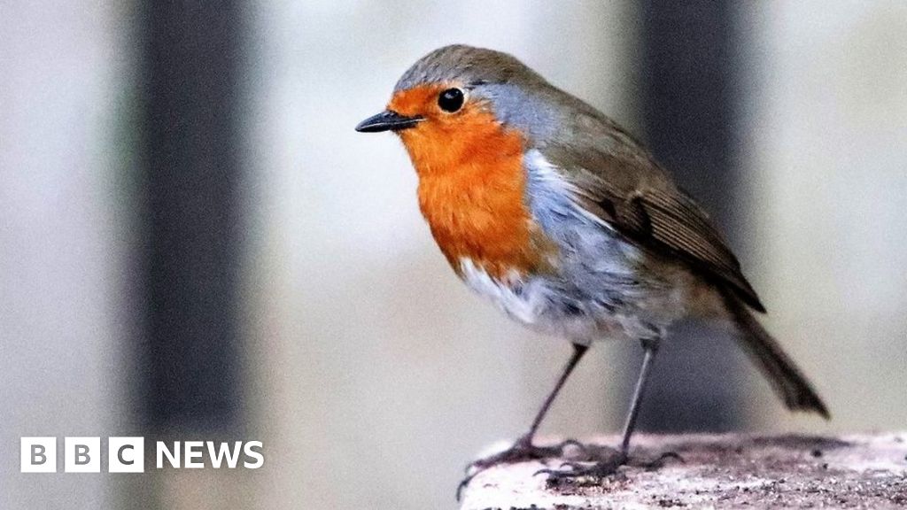 Garden wildlife
