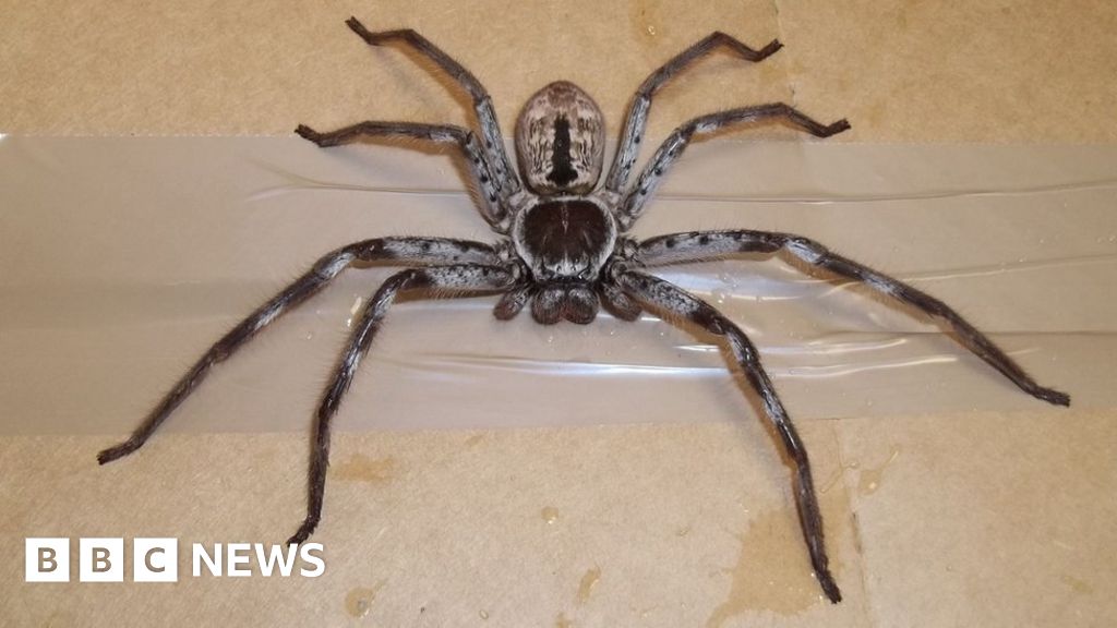 format alarm Fader fage Giant Australian spider turns up in Surrey container - BBC News