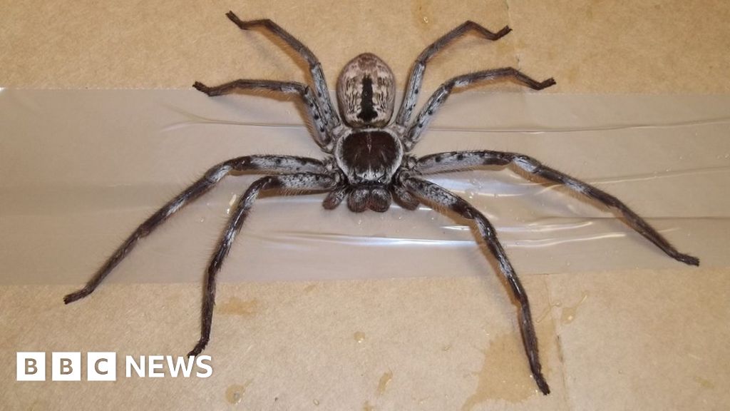 Giant Australian spider turns up in Surrey container