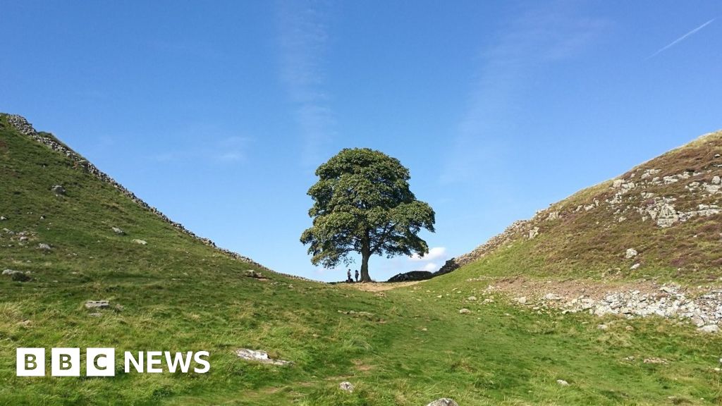 Sycamore Gap tree at Hadrian's Wall cut down by 'vandals' - BBC News