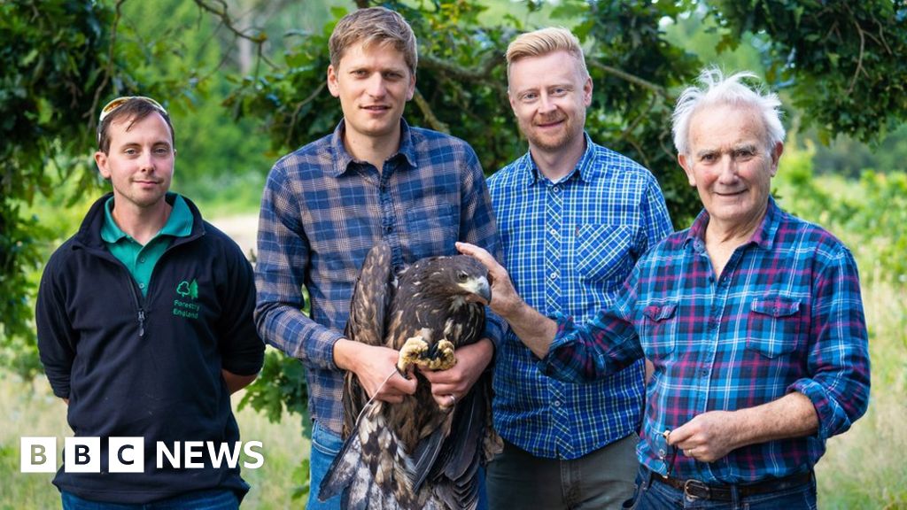 Sea eagles reintroduced to England for first time