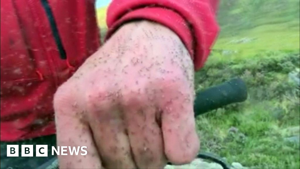 Man surrounded by swarm of midges in Cairngorms - BBC News