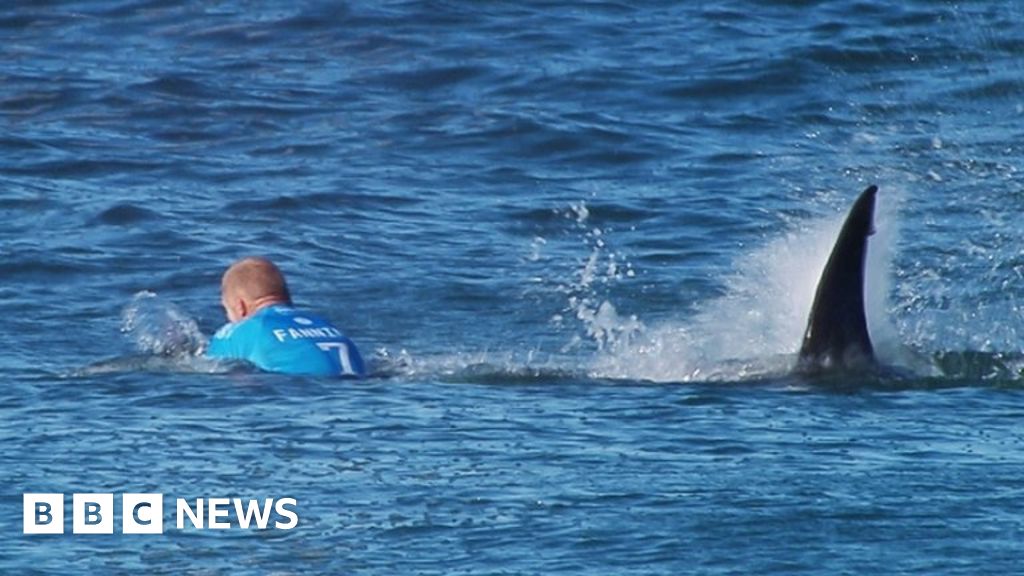 Shark Attack Is It Safe To Go Back In South Africa S Waters BBC News    84387034 Sharkap 