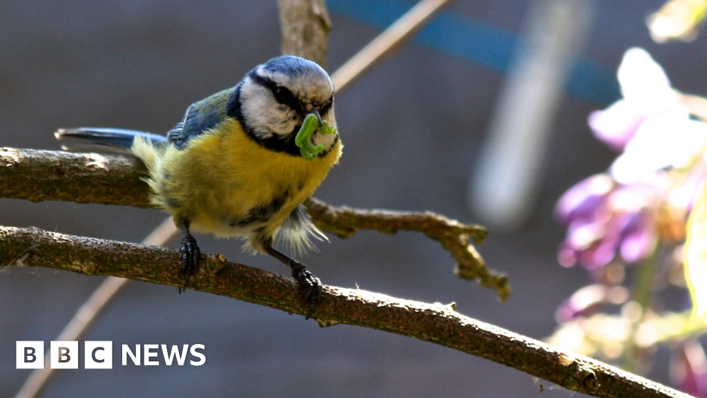 Covid recovery could 'tip the balance' for nature - BBC News