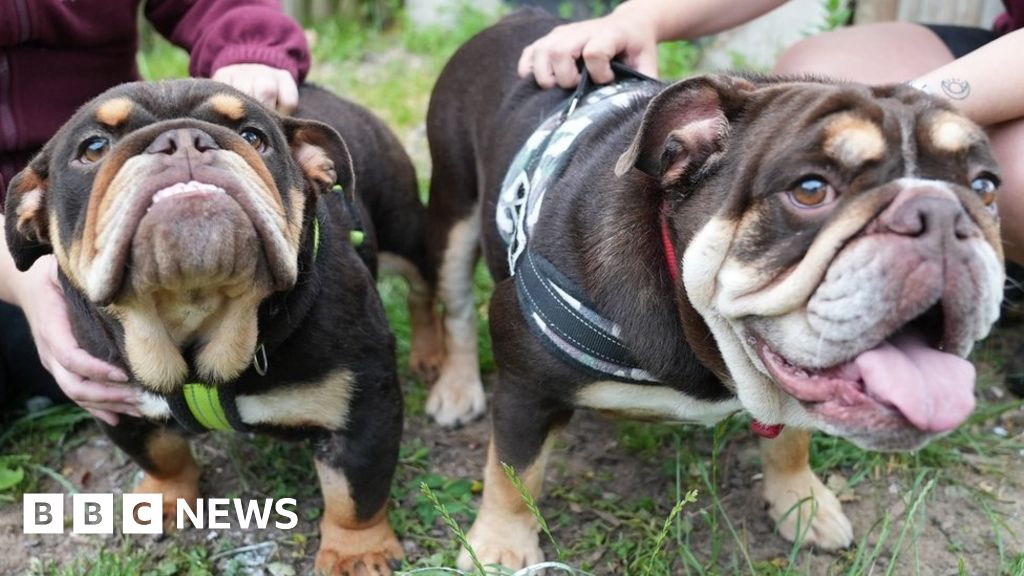 Illegal dog breeding investigations rise by 63 in Wales BBC News