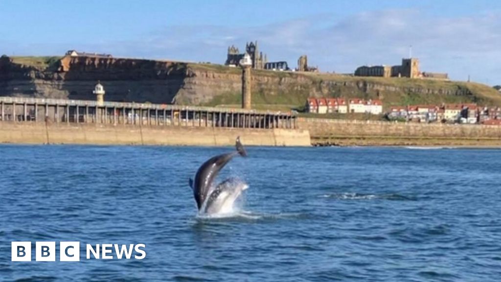dolphin boat trips whitby