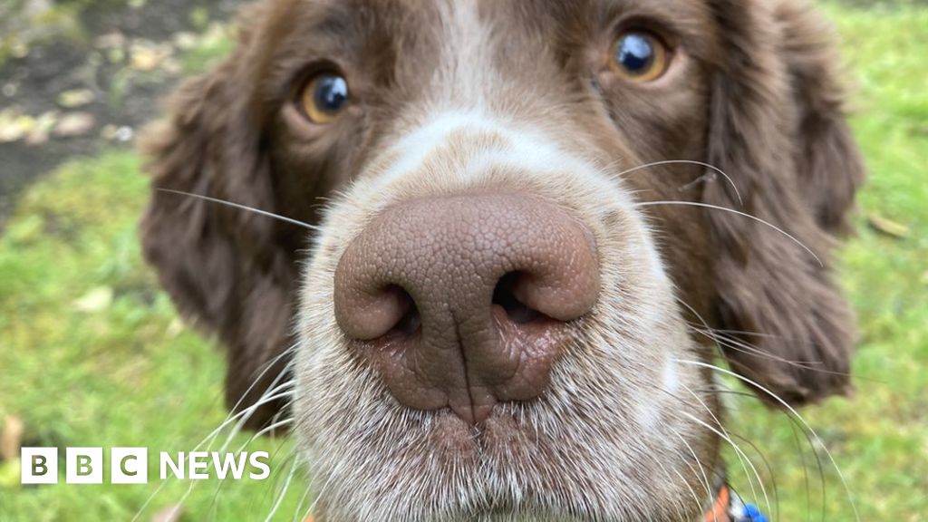 Stoat detection dogs to target 'high risk' Orkney islands