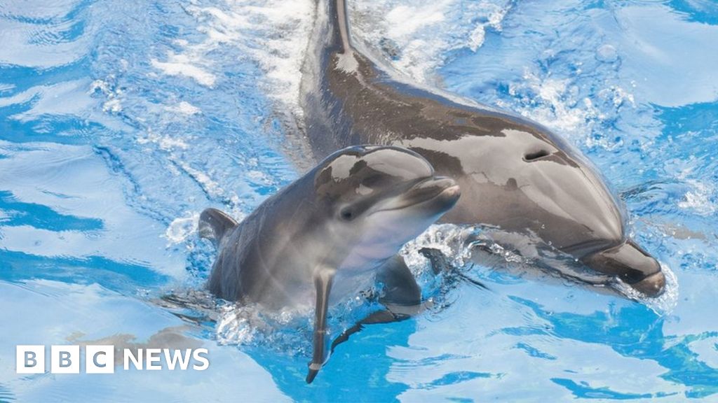 France bans captive breeding of dolphins and killer whales BBC News