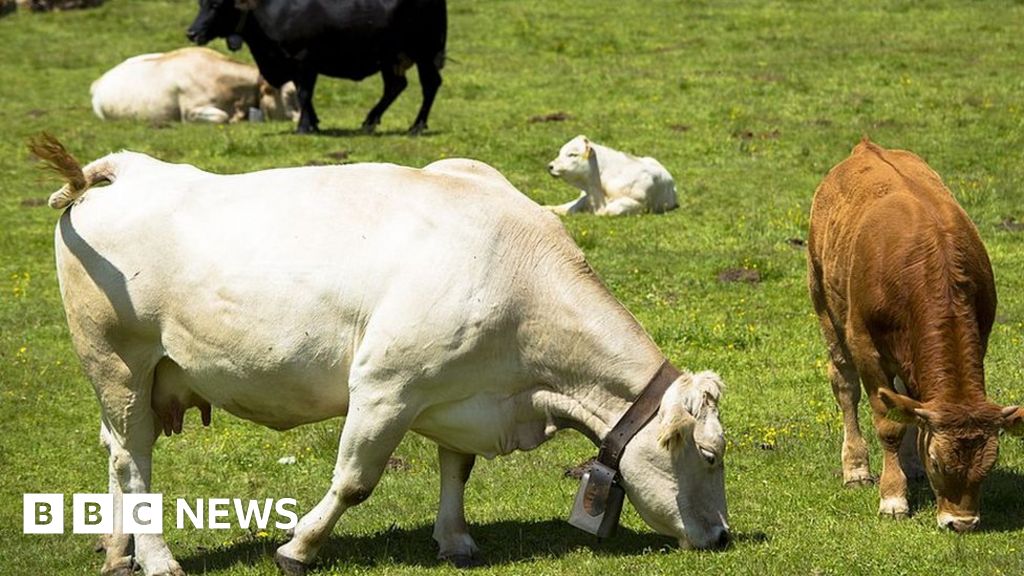 Swiss village of Aarwangen in ding-dong over challenge to cowbells