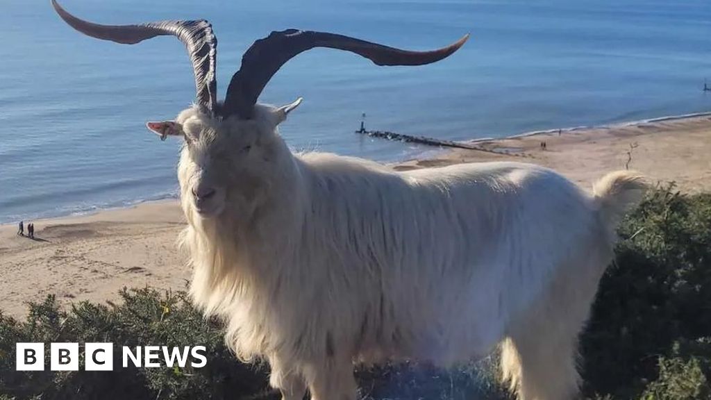 Bournemouth Litter pickers needed to keep goats safe BBC News