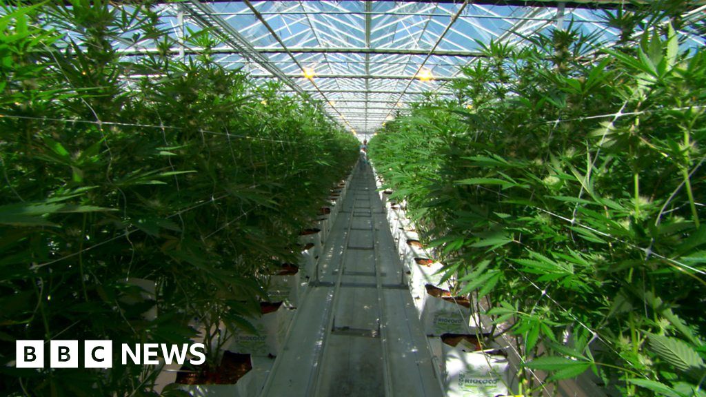 Take a look inside the world's largest legal cannabis farm - BBC News