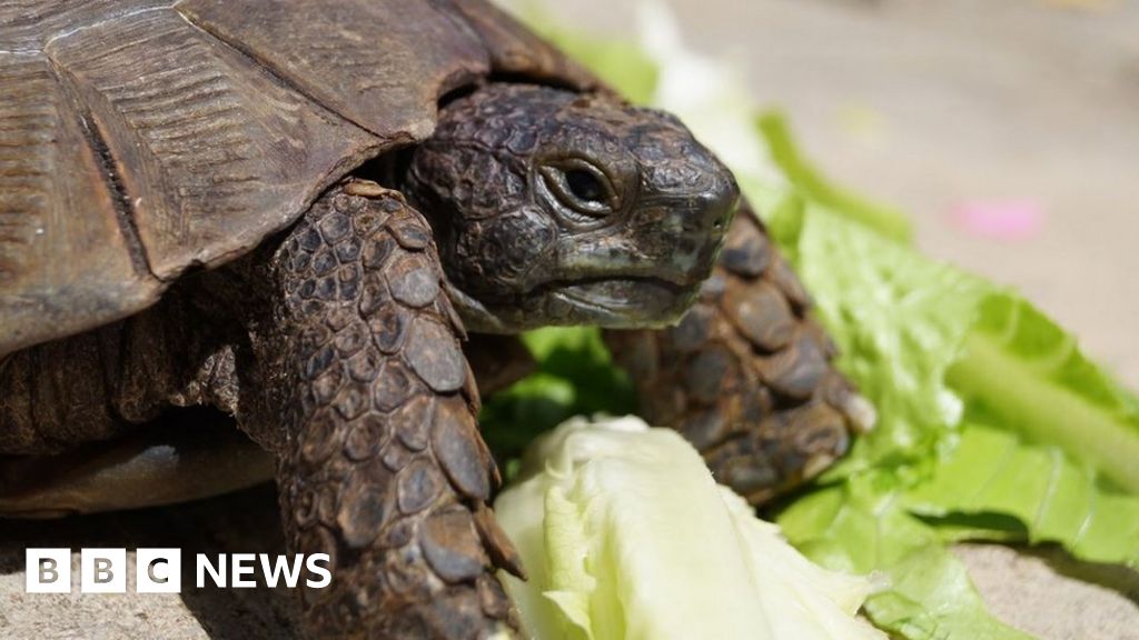 Tortoise taken by bin men found after thermal camera search - BBC News