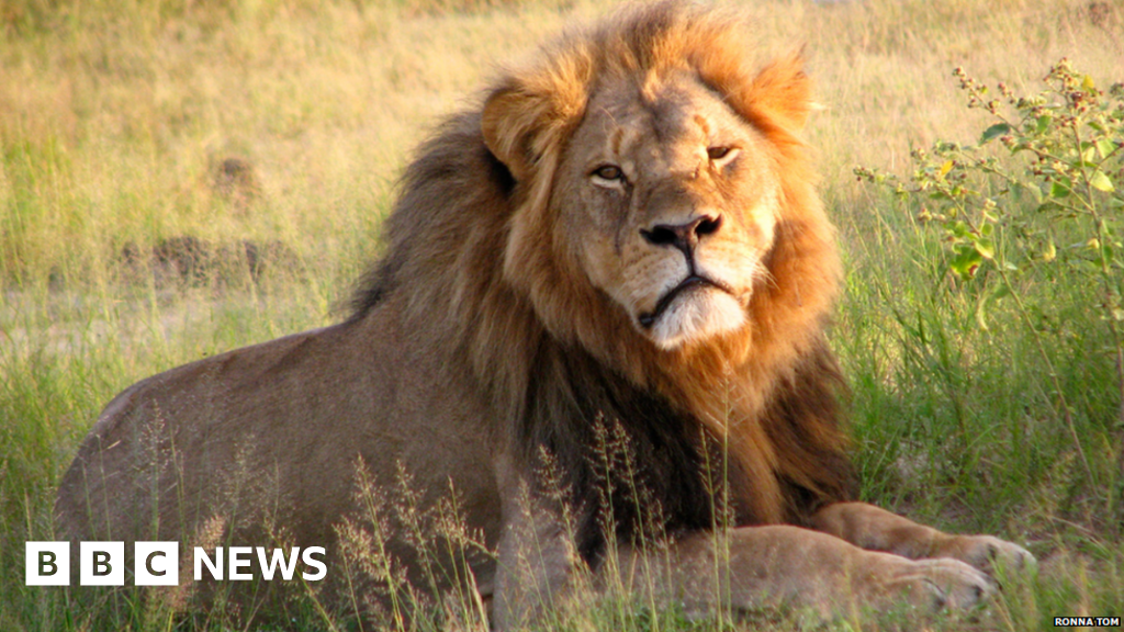 Zimbabwe seeks second American 'lion killer' - BBC News