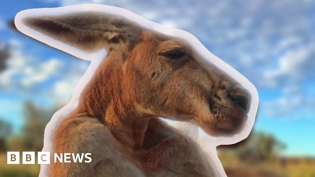 Roger the kangaroo and other big beasts from around the world - BBC News