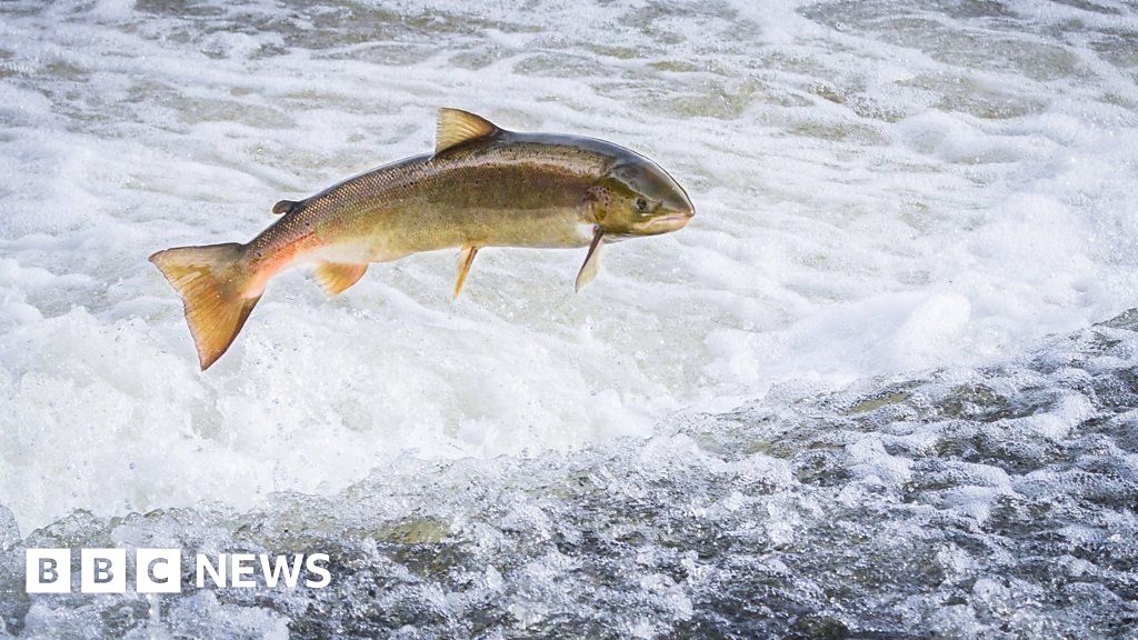 Climate Change: Rising River Temperatures Threaten Salmon - BBC News