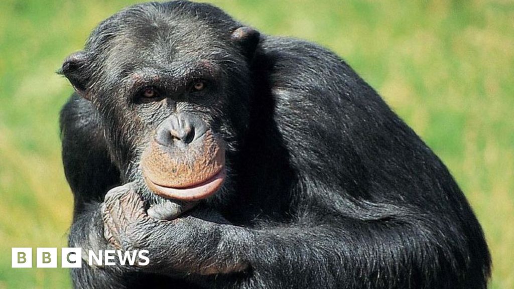 Sweden Furuvik zoo: Anger over shooting of chimpanzees in zoo escape