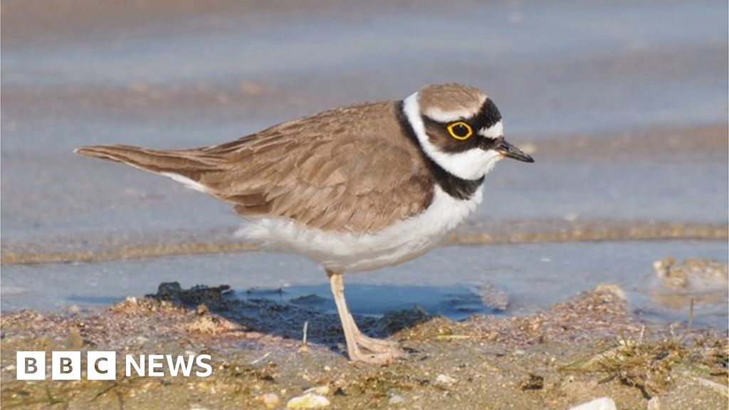 Northumberland beach users asked to watch out for nesting birds - BBC News