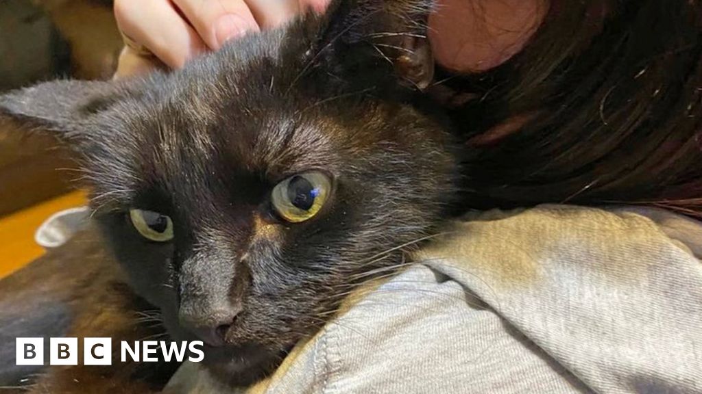 Braintree missing cat found after owner hears meow on vets phone