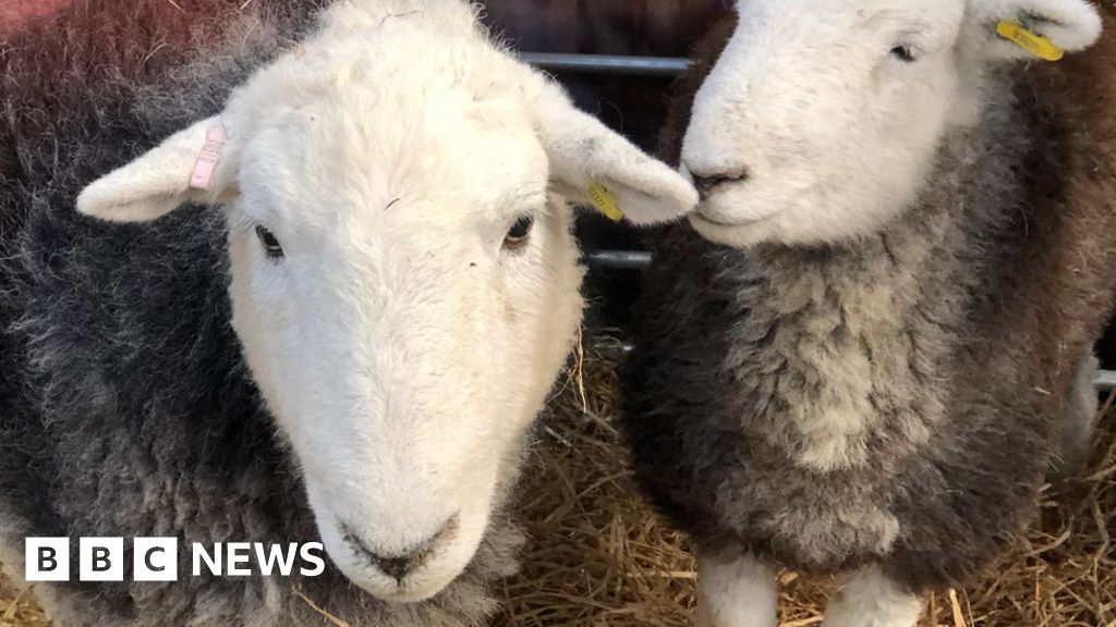 Ten sheep killed after dog attack at Ystrad Meurig 