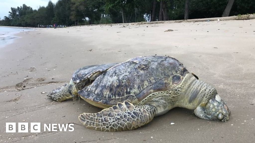 sliced-sea-turtle-found-dead-on-singapore-beach-bbc-news